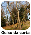 Gelso da carta